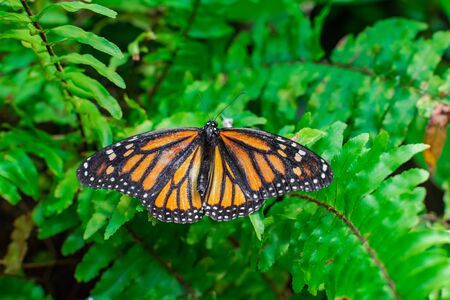 Monarch butterfly (Danaus plexippus) with open wings on a green leafの写真素材