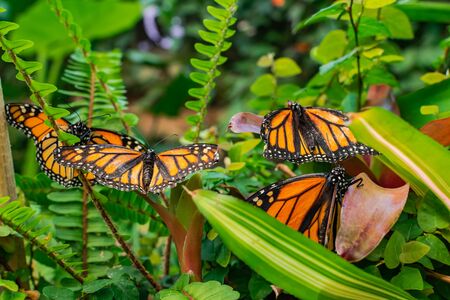 Monarch butterflies (Danaus plexippus), with open wings, on green leavesの写真素材