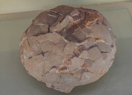 Moscow / Russia; April 1 2018: Sauropoda fossilized dinosaur eggのeditorial素材