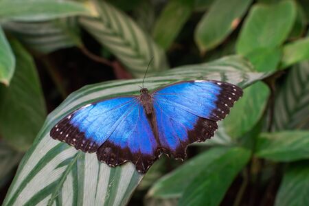 Morpho peleides butterfly, with open wings, on a green leaf, with green vegetation background