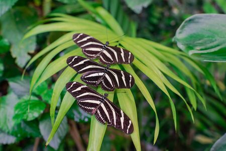 Three Zebra longwing butterflies (Heliconius charithonia), with open wings, on a green palm leaf, with green jungle vegetation backgroundの写真素材