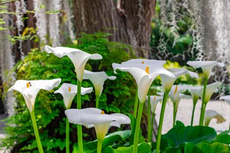 White Calla Lily (Zantedeschia aethiopica), group blooming with vegetation backgroundの写真素材