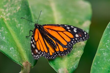 Monarch butterfly (Danaus plexippus), with open wings, on a green leaf