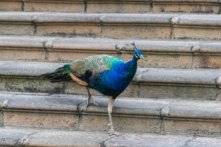 Indian peafowl, (Pavo cristatus), going down a few stone stepsの写真素材
