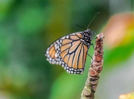 Monarch butterfly (Danaus plexippus) resting on a stemの写真素材