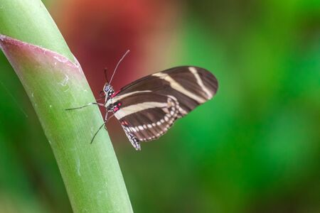 Zebra longwing butterfly (Heliconius Charitonia) resting on a green stem