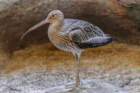 Eurasian curlew portrait (Numenius arquata) with rocks backgroundの写真素材