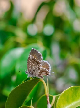 Geranium bronze or brun des pélargoniums butterfly (Cacyreus marshalli) on a green leaf with green vegetation backgroundの写真素材
