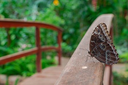 Morpho peleides butterfly, resting on a wooden bridge, with green vegetation backgroundの写真素材