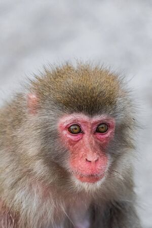 Japanese Macaque, (Macaca Fuscata), head portraitの写真素材