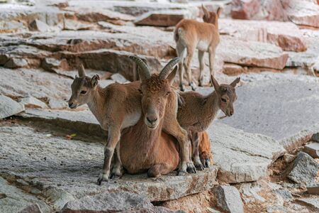 East Caucasian tur, (Capra caucasica cylindricornis), adult female sitting, with young turs, on rocky surfaceの写真素材