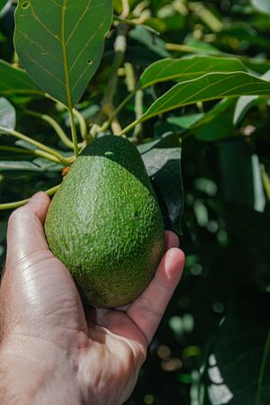 Fuerte avocado (persea americana), on a hand hanging on treeの写真素材