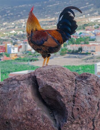 rooster on a rock, looking the landscapeの写真素材