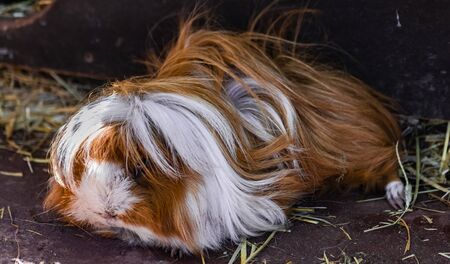 domestic guinea pig (Cavia porcellus), with white brown long hair, resting on sand surfaceの写真素材