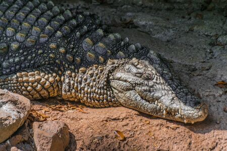 Nile crocodile portrait (Crocodylus niloticus), with sunlight and shadow