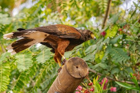 Harris's hawk (Parabuteo unicinctus), on a wooden log, with locator antenna on tail