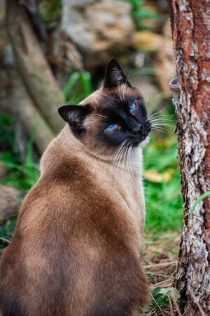 Tricolor domestic siamese male cat, sitting near a tree, and looking backの写真素材