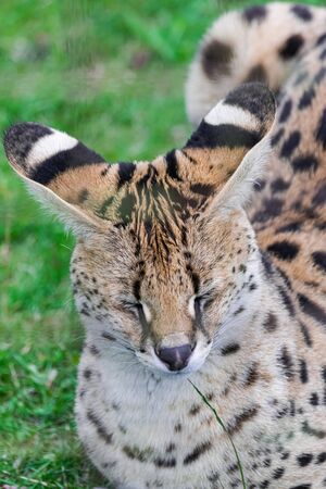 Serval cat (Leptailurus serval), sitting on green grass field, with closed eyes, head portraitの写真素材
