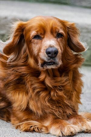 Adorable brown medium size dog, sitting and looking at youの写真素材