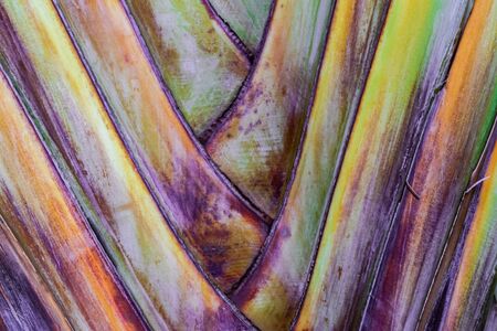 traveller's tree (Ravenala madagascariensis) texture, close viewの写真素材