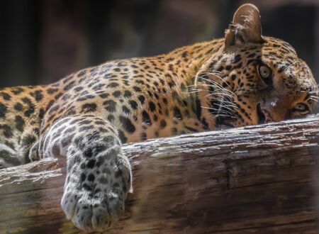 leopard (Panthera pardus) resting on a wooden log