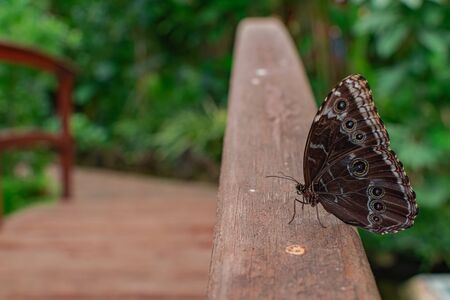 Morpho peleides butterfly, resting on a wooden bridge, with green vegetation backgroundの写真素材