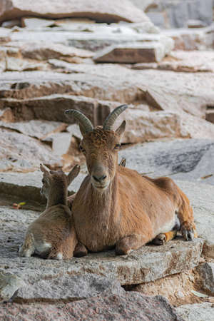 East Caucasian tur, (Capra caucasica cylindricornis), adult female sitting, with young tur, on rocky...