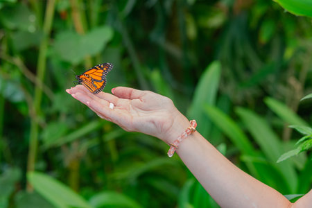 Monarch butterfly (danaus plexippus), sitting on woman right hand, with green vegetation background