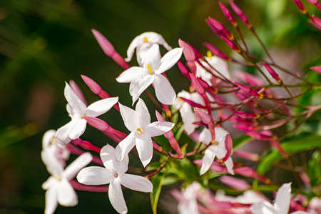 Jasmine flower (Jasminum officinale), blooming with green leaves backgroundの写真素材