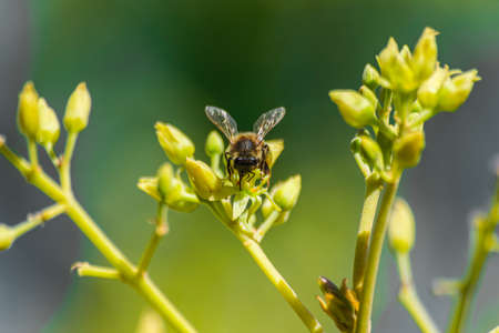 European honey bee (apis mellifera), pollinating avocado flower (persea americana)