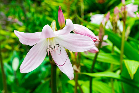 Crinum moorei flower blooming, close view, with green garden backgroundの写真素材