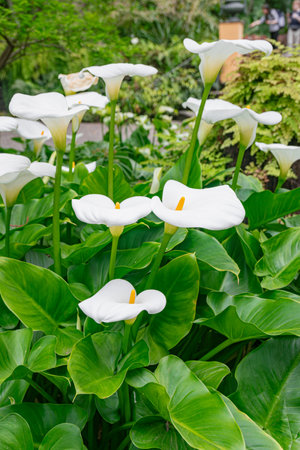 White calla lily (Zantedeschia aethiopica), group blooming with vegetation backgroundの写真素材