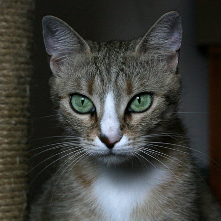 PRetty cat face detail looking straight to cameraの写真素材