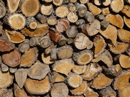 Wood. A cross section by a trunk.