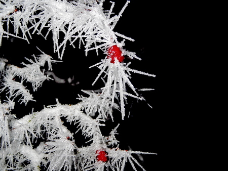 Tree covered with hoar frost close-up, hoar frost covered hawthorn berry at winter forestの写真素材
