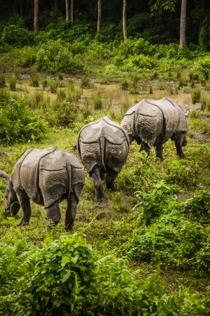 Three rhinoceros in Chitwan forrest, Nepalの写真素材