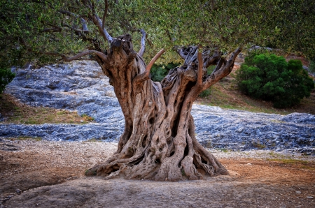 Old olive tree trunk, roots and branchesの写真素材