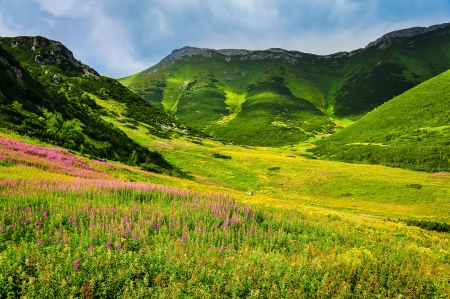 Mountain green meadow with wild flowers in High Tatras, Slovakiaの写真素材