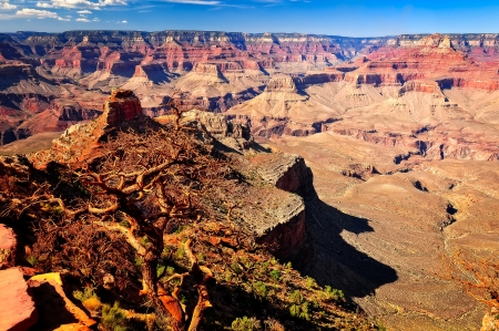 Grand canyon landscape view with cypress tree in foreground, Arizona, USAの写真素材