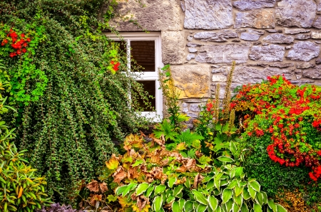 Colorful garden plants and flowers with wall and window backgroundの写真素材