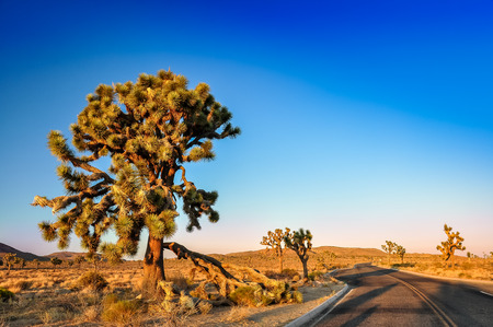 Joshua tree and desert road before sunset, California, USAの写真素材