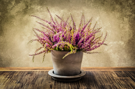 Post process painting of heather flower in pot with textured wall background, vintage styleの写真素材