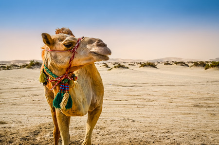 Portrait of camel standing in the desert looking awayの写真素材