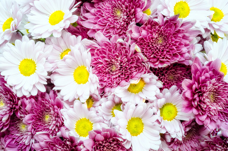 Bouquet of beautiful colorful ox-eye-daisy and chrysanthemum flowersの写真素材
