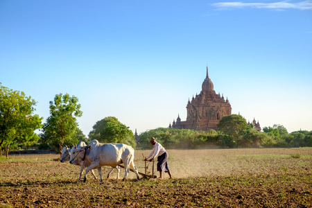 Bagan, Myanmar - 1 July, 2015: Farmer works on the field with cows in front of ancient temple at Bagan, in June 2015のeditorial素材