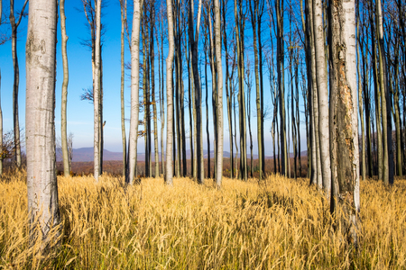 Landscape view of a colorful autumn trees and dry grassの写真素材