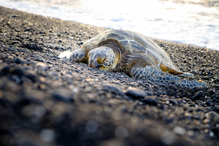 Sea turtle crawling on the rocky beach, Hawaii, USAの写真素材