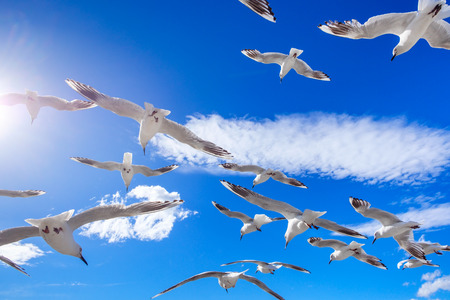 Flying flock of white seagulls with colorful blue sky backgroundの写真素材