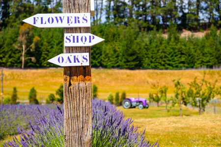 Lavender garden with direction signs and tractor in background, New Zealand