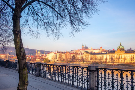 Cityscape view of Prague castle with tree in foreground, Czech Republicの写真素材